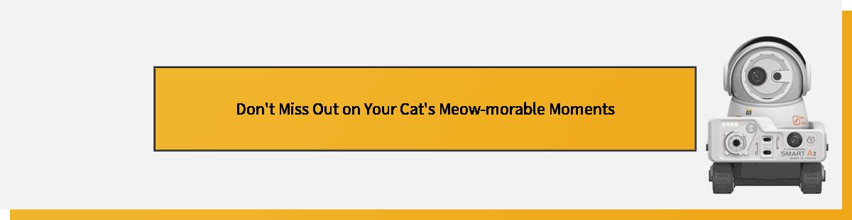 Don’t Miss Out on Your Cat’s Meow-morable Moments