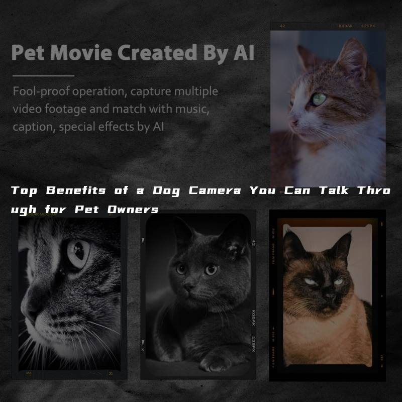 Top Benefits of a Dog Camera You Can Talk Through for Pet Owners