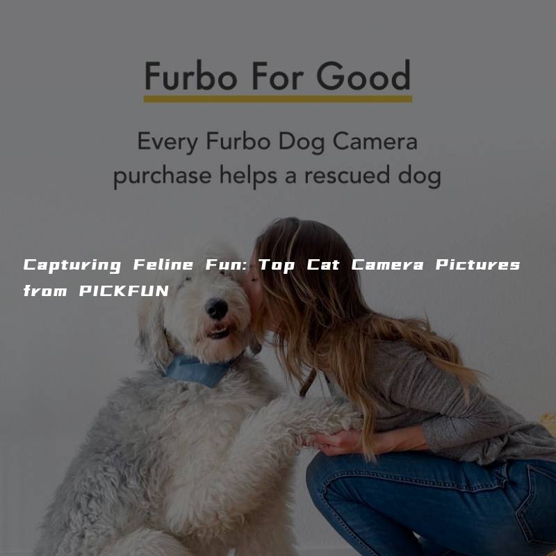 Capturing Feline Fun: Top Cat Camera Pictures from PICKFUN